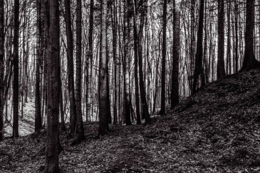 bir ormanın siyah beyaz fotoğrafı