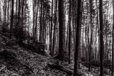 Çam ormanının siyah beyaz fotoğrafı