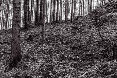 Dağlardaki kara orman.