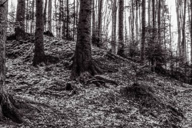 Dağlardaki güzel orman