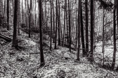 Dağlardaki bir ormanın siyah beyaz resmi. siyah beyaz fotoğraf.