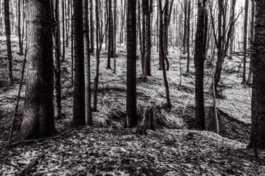 Ormanın güzel manzarası