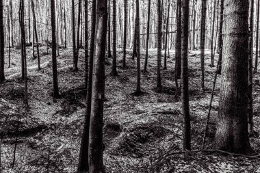 Ağaçları ve bitkileri olan güzel bir orman