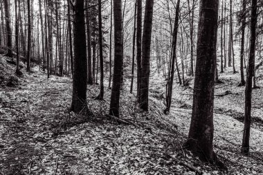 Ormandaki bir ağacın siyah beyaz fotoğrafı.