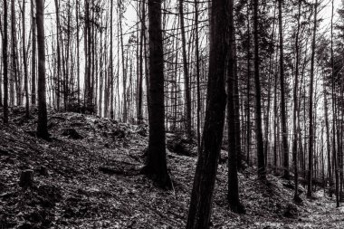 Sabah ormanın güzel manzarası