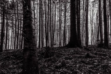 Karanlık, siyah ve beyaz ormanda