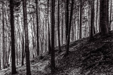 Siyah ve beyaz orman arka plan