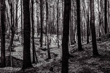 Ormandaki orman ağaçlarının siyah beyaz arka planı