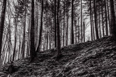 Siyah beyaz güzel orman