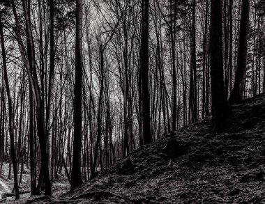 Kışın siyah ve beyaz karlı karanlık ormanlar ve ağaçlar.