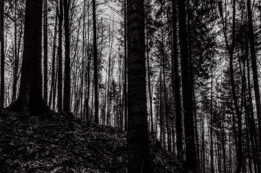 Siyah ve beyaz orman geçmişi. Ağaçlar ve çam ağaçları