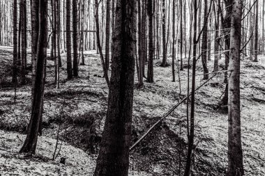 Güzel bir kış ormanının siyah beyaz fotoğrafı.