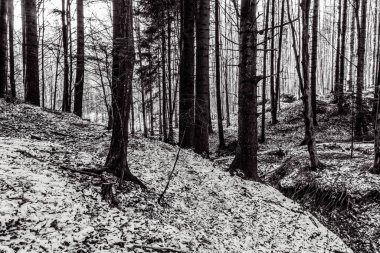 Ağaçlı siyah beyaz orman
