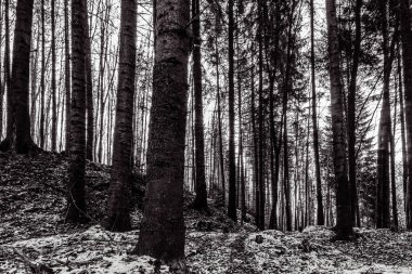 Karlı kış ormanı