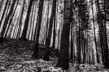 Ormandaki bir ağacın siyah beyaz fotoğrafı.