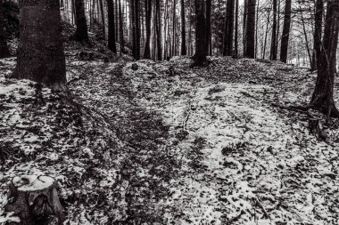 Karla kaplı ağaçlarla kaplı kış manzarası