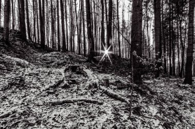 Akşamları ormanda noel ağaçları, siyah beyaz