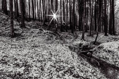 Ormandaki bir ağacın siyah beyaz fotoğrafı.