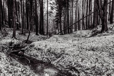 Dağlardaki güzel orman