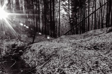 Dağlardaki güzel orman