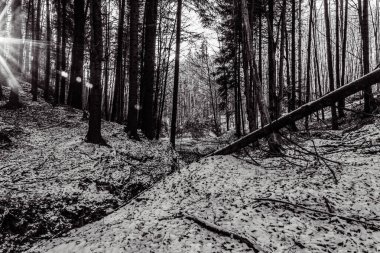 Güzel kış ormanı. Doğa geçmişi. seyahat