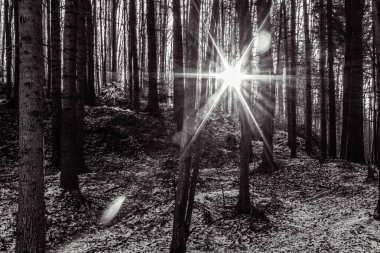Güneş ışınlarındaki bir ormanın siyah beyaz fotoğrafı