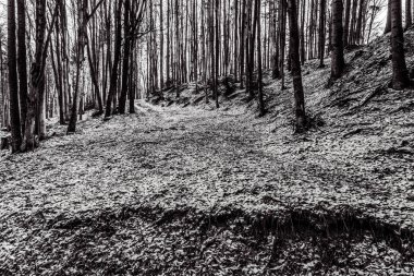 Güzel bir kış ormanının siyah beyaz fotoğrafı.