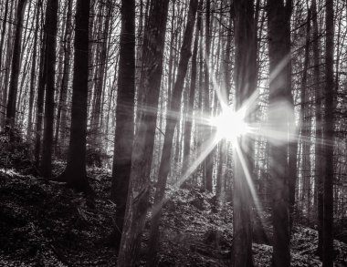 Ormanın içinde parlayan güneş