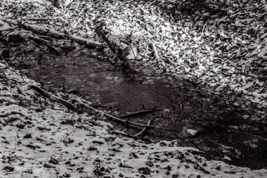 Ormanda güzel bir şelale