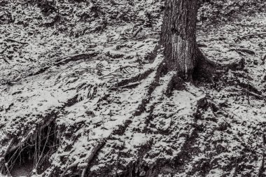 Ormanda karla kaplı bir ağaç.