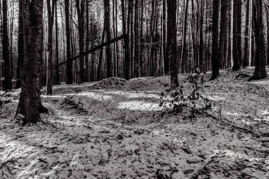 Karda güzel bir ormanın dikey görüntüsü.