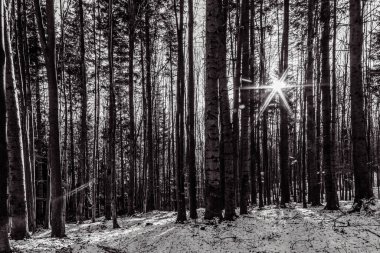 Dağlarda kış ormanı