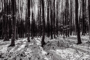 Parktaki kış ormanı