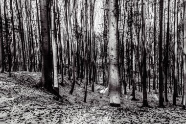 Güzel bir ormanın siyah beyaz fotoğrafı