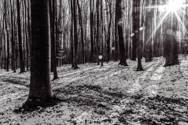 Karla kaplı ağaçları olan güzel bir manzara.