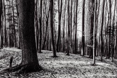 Kışın siyah ve beyaz orman