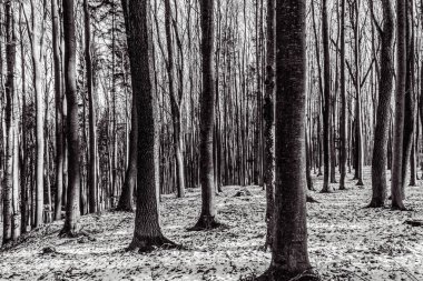 Ormandaki bir ağacın siyah beyaz resmi