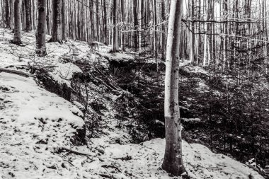 Ormanın güzel manzarası