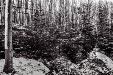 Karlı ve ağaçlı güzel bir manzara.