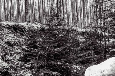 Ormanda karla kaplı ağaçlar