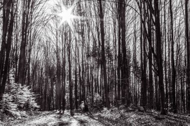 Güzel bir çam ağacının siyah beyaz fotoğrafı. kış arkaplanı.