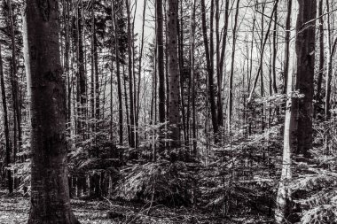 Bir çam ormanının kış manzarası