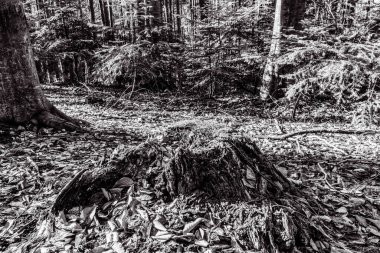 Ağaçları ve yaprakları olan güzel bir tropikal orman.