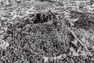 Ormanın güzel manzarası