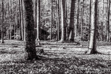 Sabah güzel bir orman