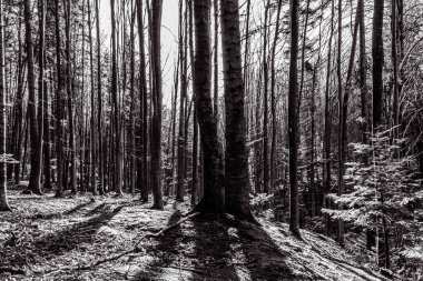 Ormandaki bir ağacın dikey ölçeği