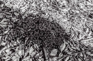 Kuru ve kuru siyah ve beyaz çam ağacı dalları yerde..