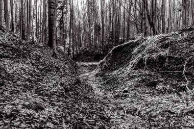 Ormandaki orman ve patika. siyah ve beyaz.