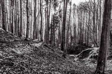 İlkbaharda güzel orman ve doğa