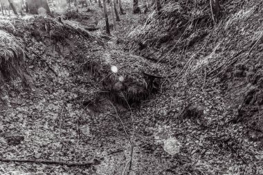 Karla kaplı bir ağacın gri renkli görüntüsü.